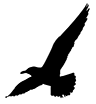 Gaviota