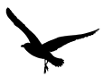 Gaviota