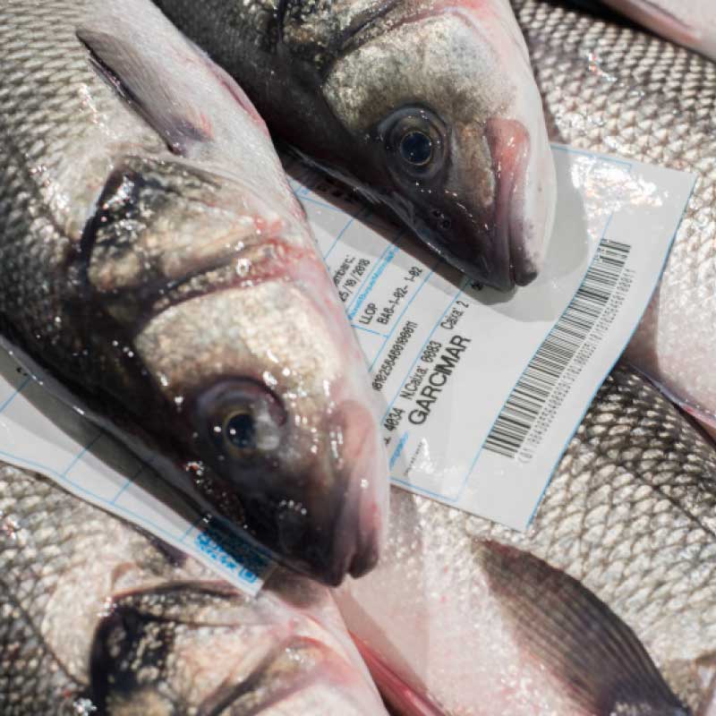 Pescado fresco Garcimar: aspecto general limpio, brillante y suave al tacto, con la piel húmeda