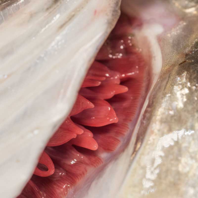 Pescado fresco Garcimar: agallas de color rojo vivo sin mucosidad