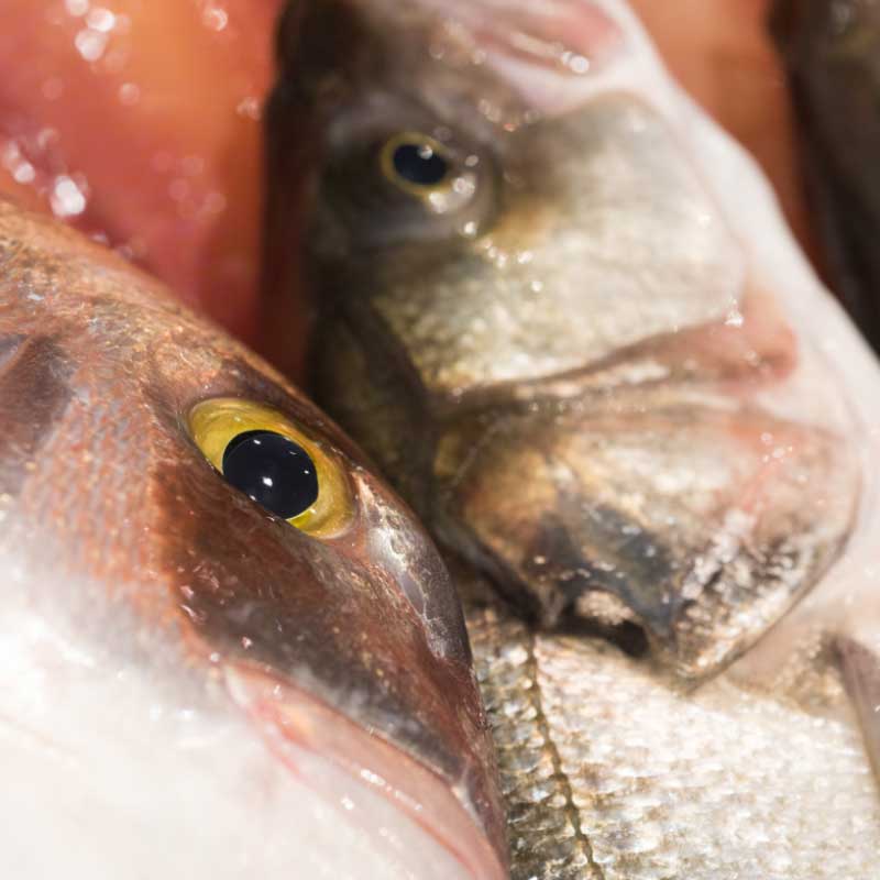 Pescado fresco Garcimar: ojos brillantes y húmedos